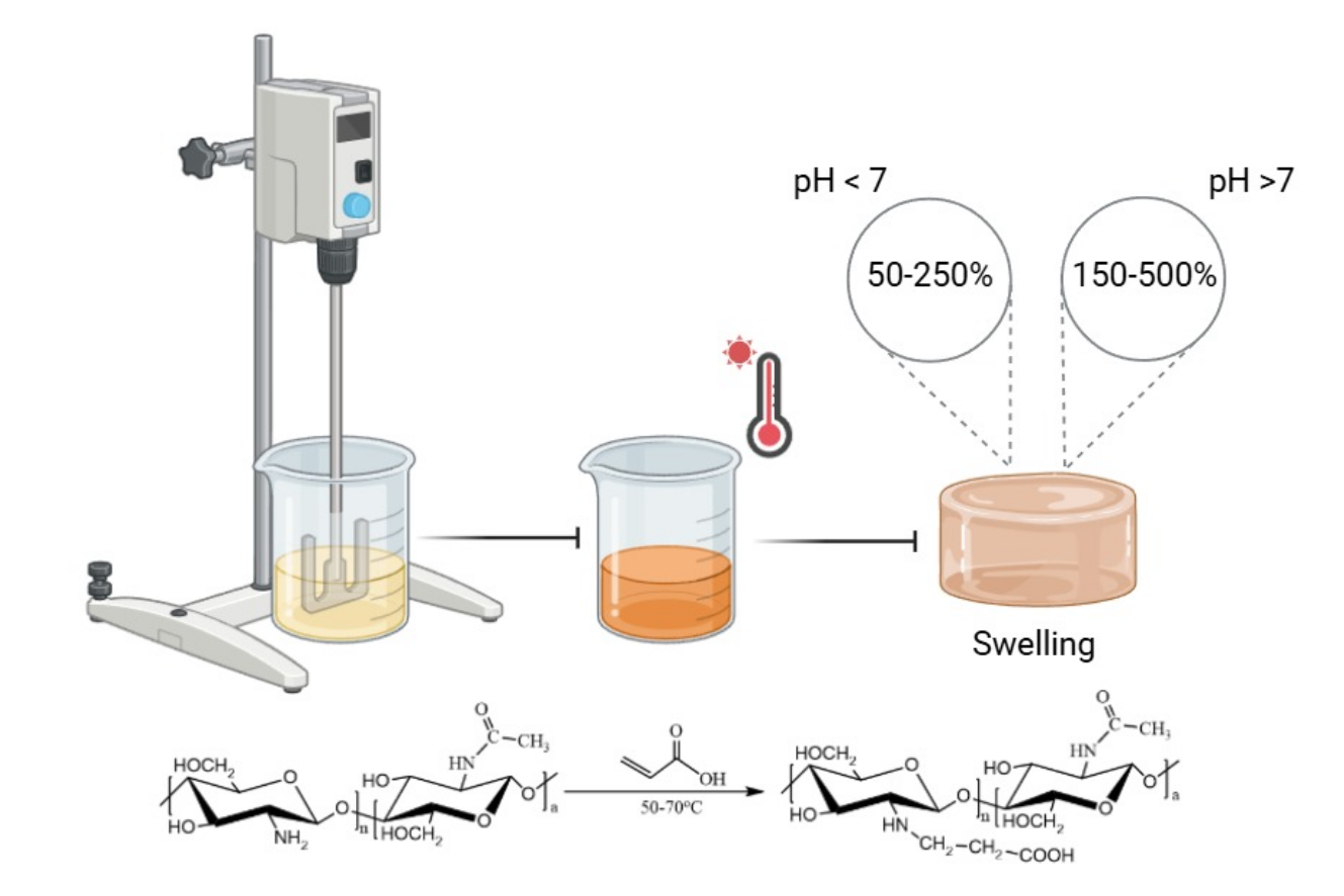 Gel-Phase Synthesis and pH-Sensitive Swelling-Structure Relationships of N-Carboxyethylchitosan
