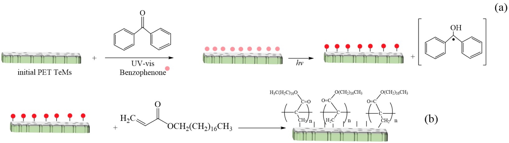Scheme of UV-photoinitiated graft polymerization of octadecyl acrylate