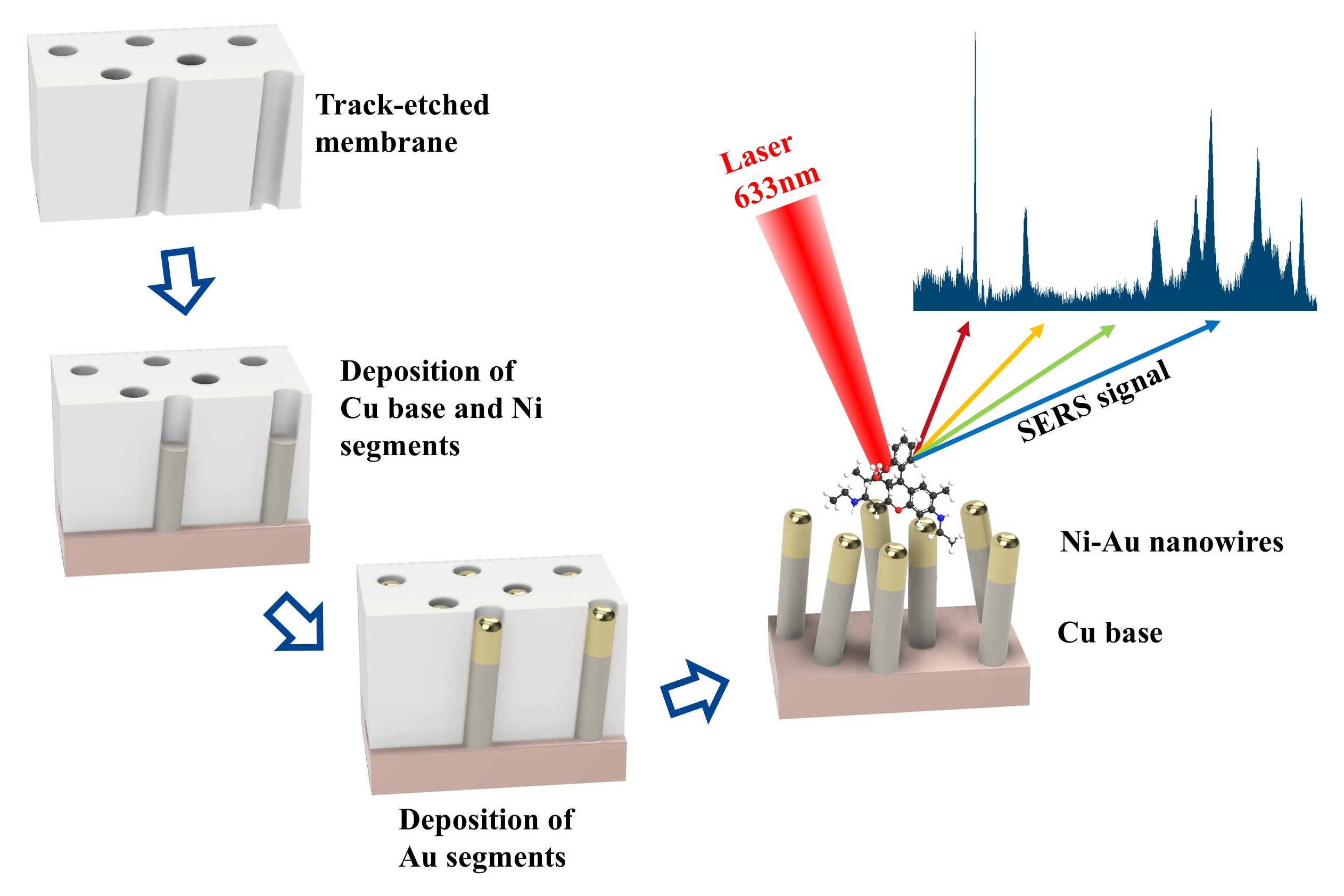 Track-Etched Membranes for Gold Nanowire SERS Substrates