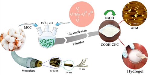 Potassium Permanganate–Oxidized Nanocellulose: Structural Features and Rheological Performance for Advanced Applications