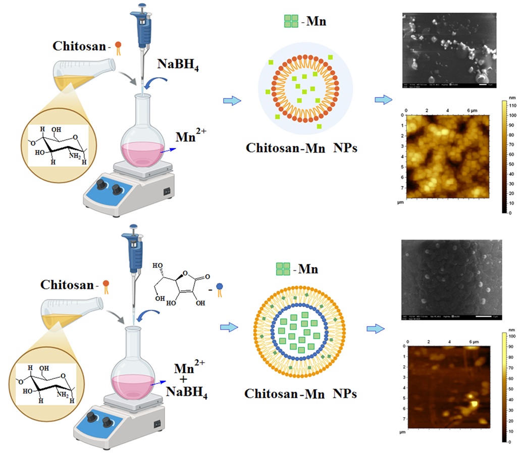 Synthesis of Stabilized Manganese-Containing Nanoparticles  with Bombyx mori Chitosan Macromolecules under In Situ Conditions