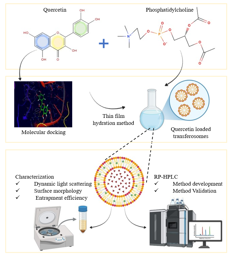 Analytical Characterization and Molecular Interaction Study of Quercetin-Loaded Transferosomes