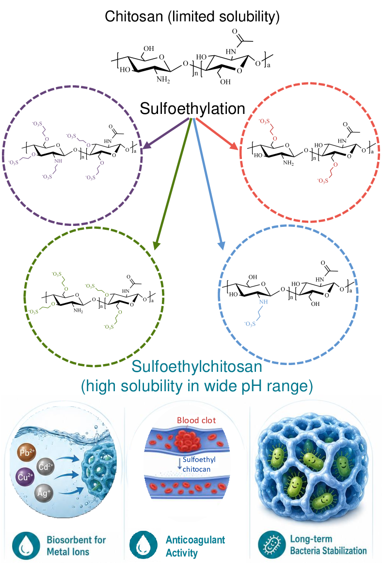 Sulfoethyl Chitosan From Synthesis and Physicochemical Characterization to Functional Applications and Patent Perspectives 
